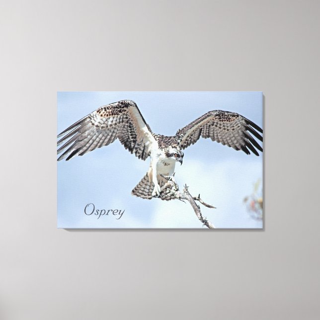 Osprey Wrapped Canvas Leinwanddruck (Vorderseite)