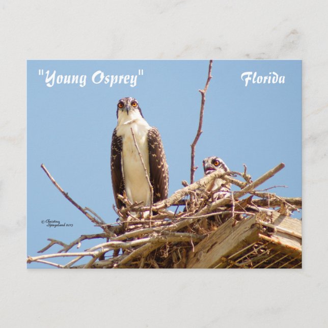 Ospreys Hawks Birds Postcard Postkarte (Vorderseite)