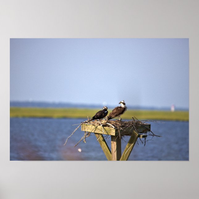 Ospreys im Nest-Foto Poster (Vorne)