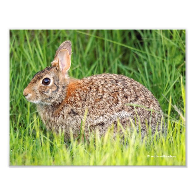 Ost-Cottontail-Kaninchen im langen Gras Fotodruck (Vorne)