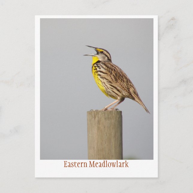 Ost-Meadlowlark Postkarte (Vorderseite)