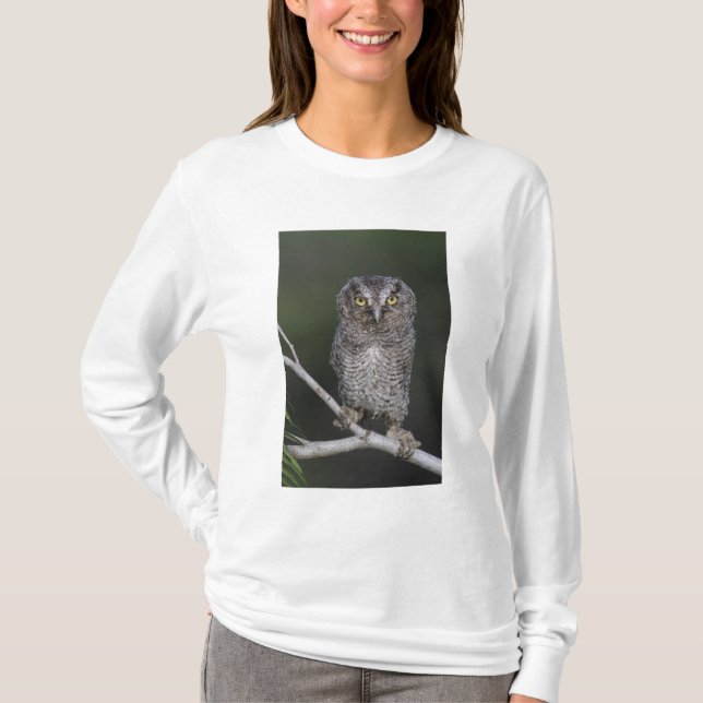 Ost-Schüssel, Megascops asio, Otus 2 T-Shirt (Vorderseite)