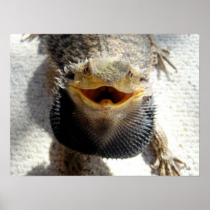 Ostbartdrache - Pogona barbata Poster
