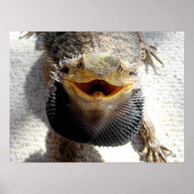 Ostbartdrache - Pogona barbata Poster (Vorne)