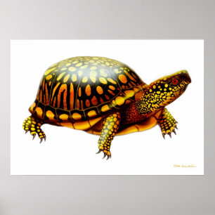 OstDosenschildkröte-Druck Poster