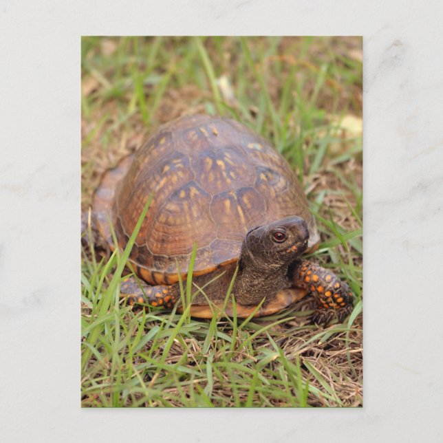 OstDosenschildkröte (North Carolina und Tennessee) Postkarte (Vorderseite)