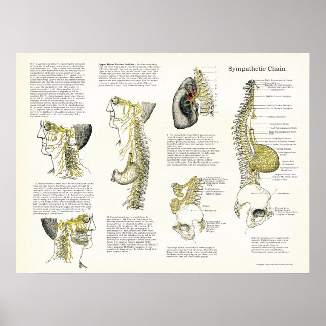 Osteopathische Sympathische Kette Nervenposter Poster (Vorne)