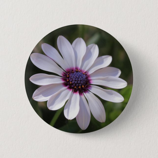 Osteospermum African Daisy Button (Vorderseite)