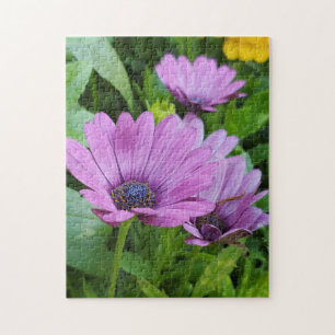 Osteospermum daisy puzzle