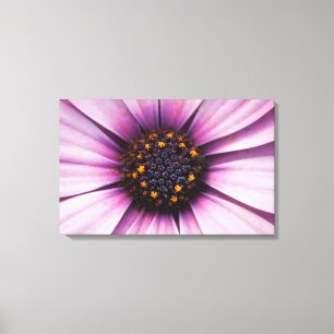 Osteospermum Lila Blume Stretched Canvas Print Leinwanddruck