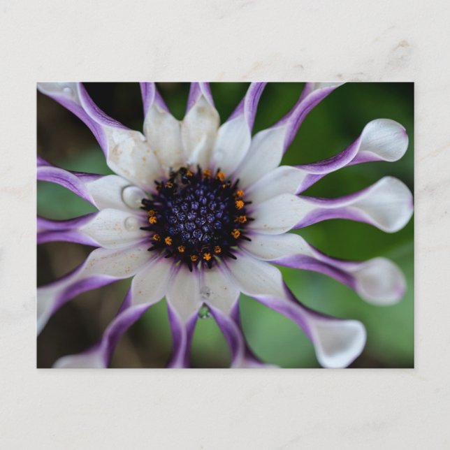 Osteospermum Nasinga White Postkarte (Vorderseite)