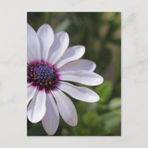 Osteospermum Postkarte