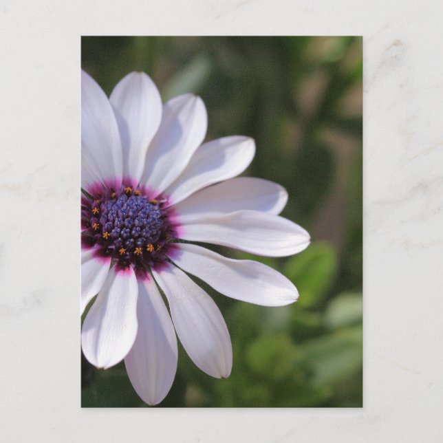 Osteospermum Postkarte (Vorderseite)