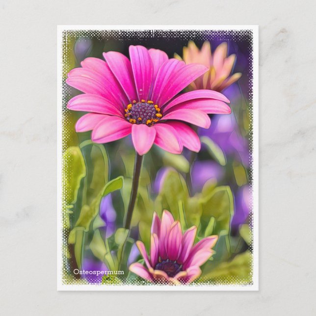 Osteospermum Postkarte (Vorderseite)