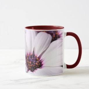 Osteospermum Tasse