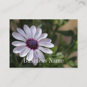 Osteospermum Visitenkarte
