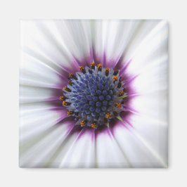 Osteospurmum Magnet