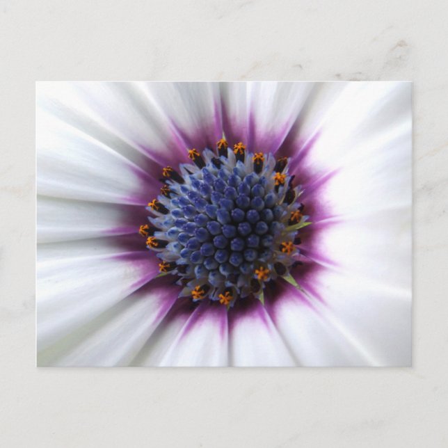 Osteospurmum Postkarte (Vorderseite)