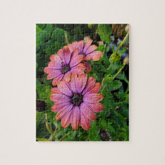 Osteospurmum Puzzle (Vertikal)