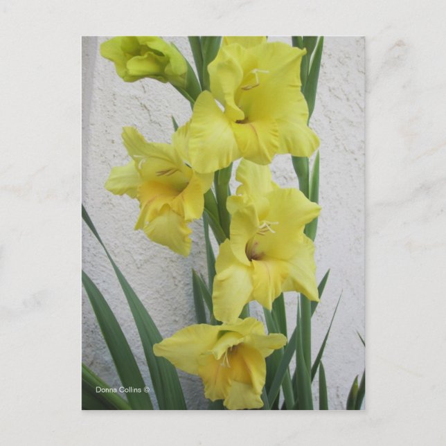 OsterBlume Feiertagspostkarte (Vorderseite)