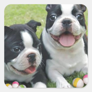 Osterboston Terriers Quadratischer Aufkleber