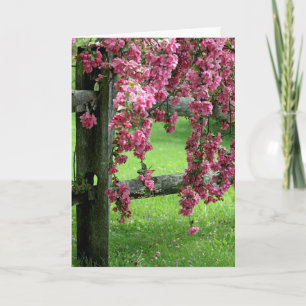 Osterdogwood Feiertagskarte