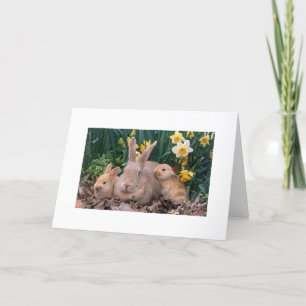 OSTERE IST HIER/SPRING IST IN DER NÄHE SAYS BUNNY FEIERTAGSKARTE