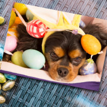 Ostereier Cavalier King Charles Spaniel Card