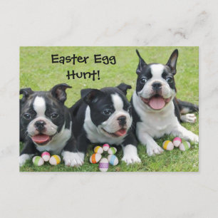 Ostereier Jagd Boston Terrier Hunde Einladungen