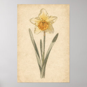 Osterglocke Botanischer Druck Poster