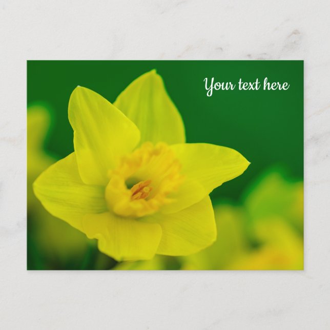 Osterglocken-Grußkarte Postkarte (Vorderseite)