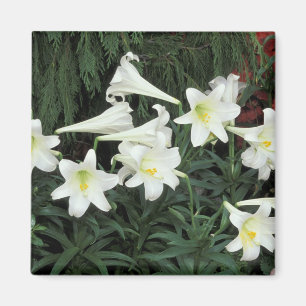 Osterglocken-Lilie (Lilium regale) Magnet