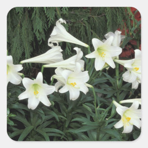 Osterglocken-Lilie (Lilium regale) Quadratischer Aufkleber