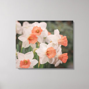 Osterglocken Pfirsich Leinwanddruck