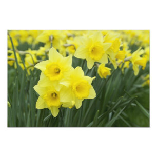Osterglocken RF) Fotodruck