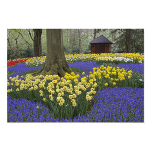 Osterglocken, Traubenhyazinthen und Tulpen Garten, Fotodruck