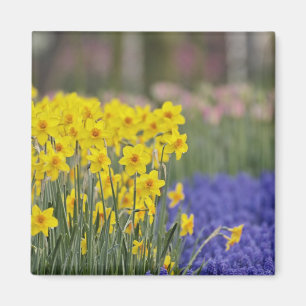 Osterglocken und Traubenhyazinthen, Keukenhof Magnet