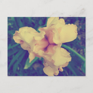 Osterglocken Vintage Blumenfotografie Postkarte
