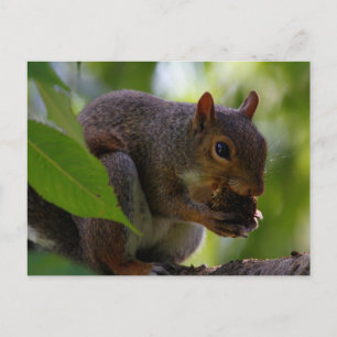 Ostergraues Eichhörnchen Eis a Nut Postkarte