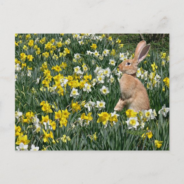 Osterhase Feiertagspostkarte (Vorderseite)