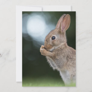 Osterhasen-Fotokarte Save The Date
