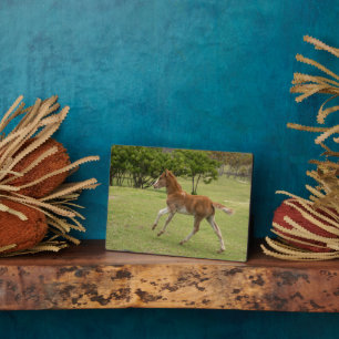 Osterinsel aka Rapa Nui Fotoplatte