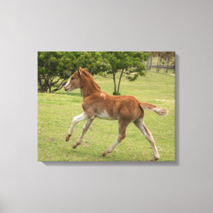 Osterinsel aka Rapa Nui Leinwanddruck