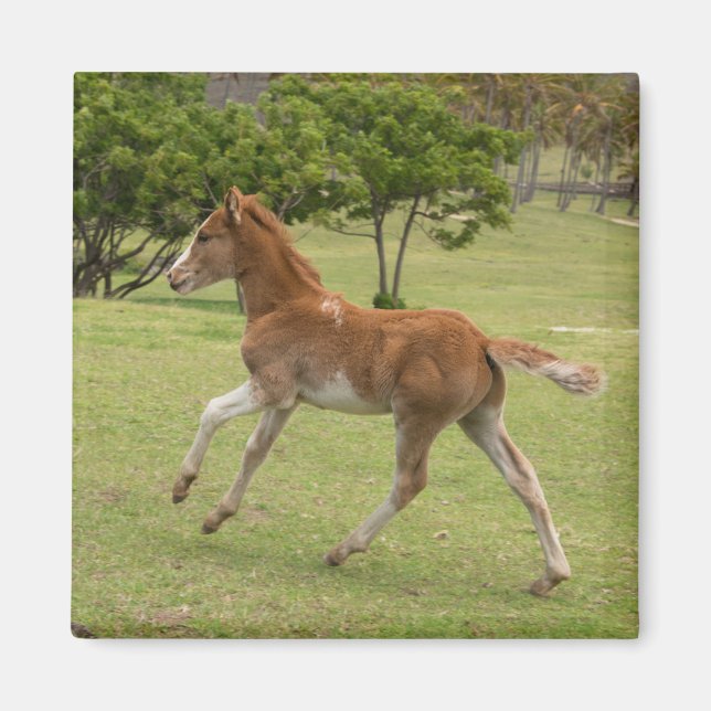 Osterinsel aka Rapa Nui Magnet (Vorne)