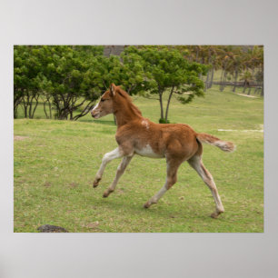 Osterinsel aka Rapa Nui Poster