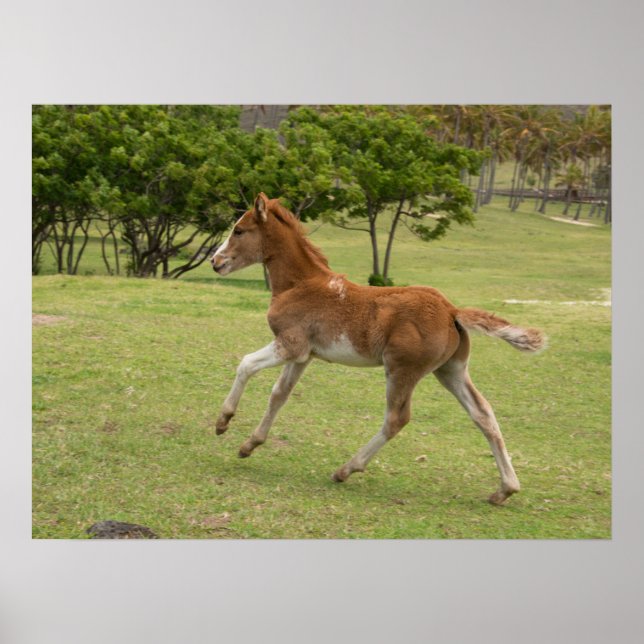 Osterinsel aka Rapa Nui Poster (Vorne)