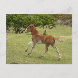 Osterinsel aka Rapa Nui Postkarte