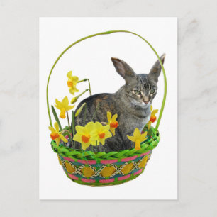 Osterkatze in Hülsenfrüchten Postkarte