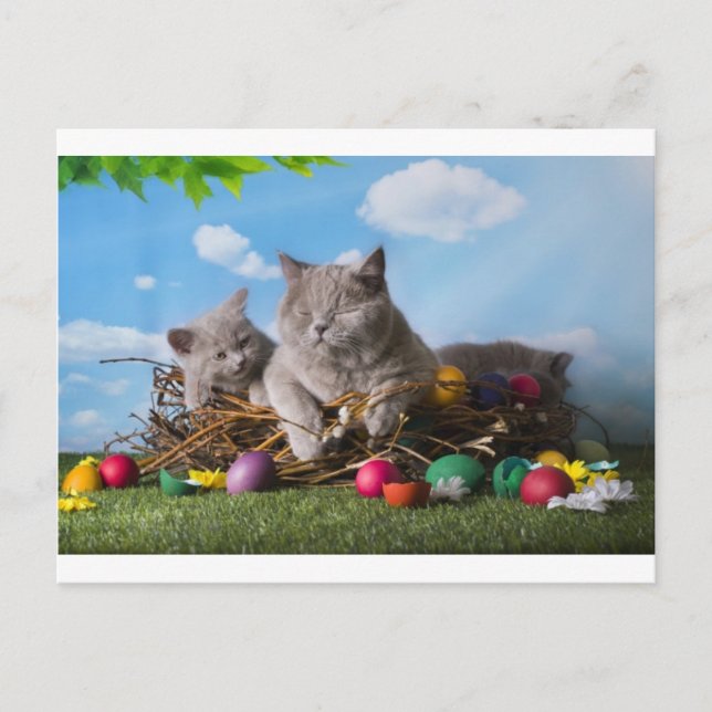 Osterkatzen Feiertagspostkarte (Vorderseite)