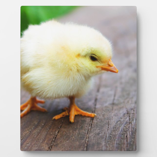 Osterkeule Fotoplatte (Vorderseite)